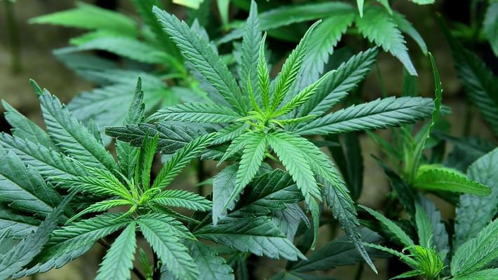Vermont bill streamlines recreational marijuana legalization, focusing on home grows