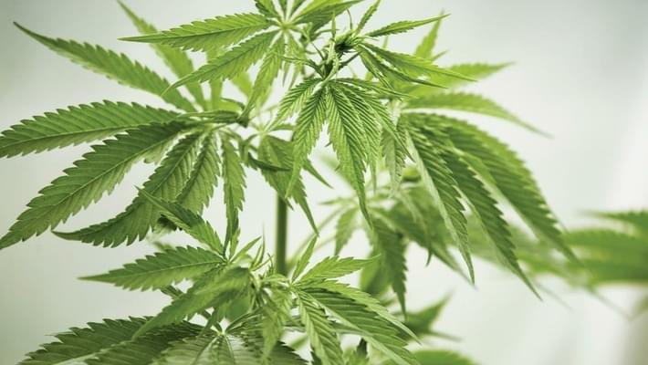 Volusia County Council passes marijuana decriminalization ordinance