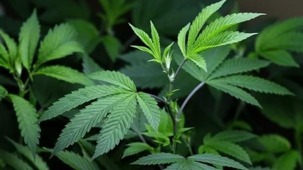 Washington, D.C.'s strict medical marijuana law keeps demand low