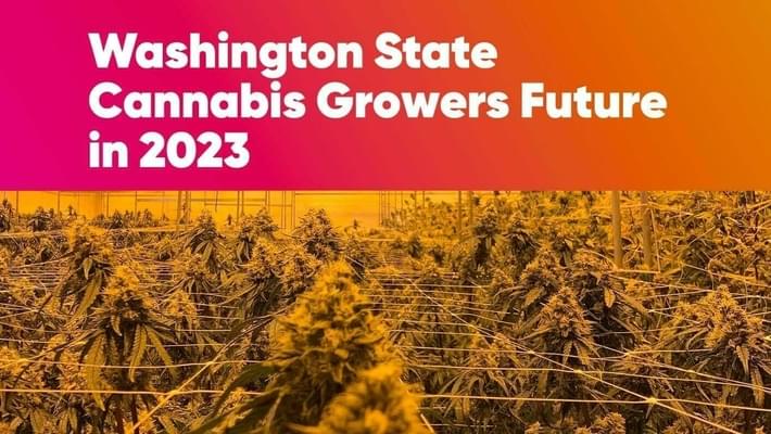Washington State Cannabis: The Future of Growers in 2023