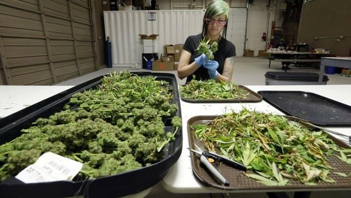 Washington state growers struggling to sell legal marijuana