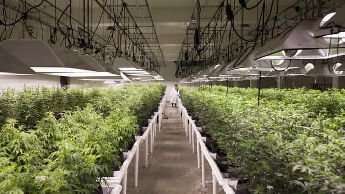Washington State Revisits Rules on Use of Marijuana as Medicine