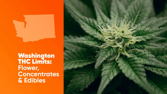 Washington THC Limits: Flower, Concentrates & Edibles