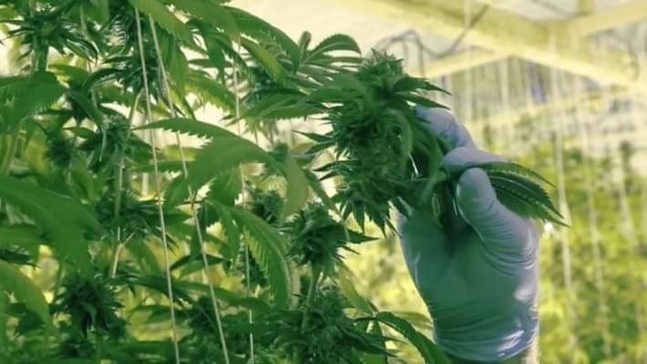 Watch: Canadaâ€™s first national marijuana advertisement