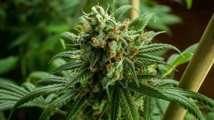 What are Autoflowering Cannabis Seeds?