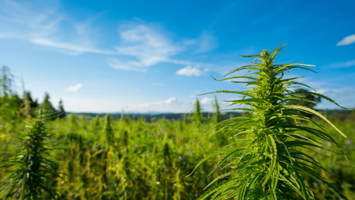 What Are Landrace Marijuana Strains? All You Need to Know