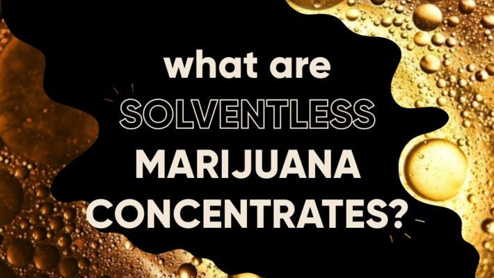 What are Solventless Marijuana Concentrates? 