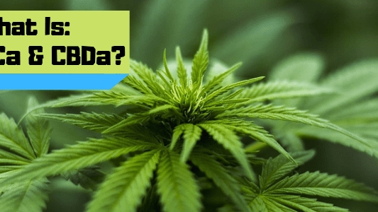 What are THCa and CBDa Cannabinoids 