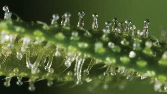 Trichome Microscope