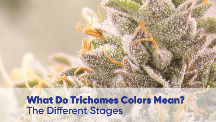What Do Trichomes Colors Mean? The Different Stages