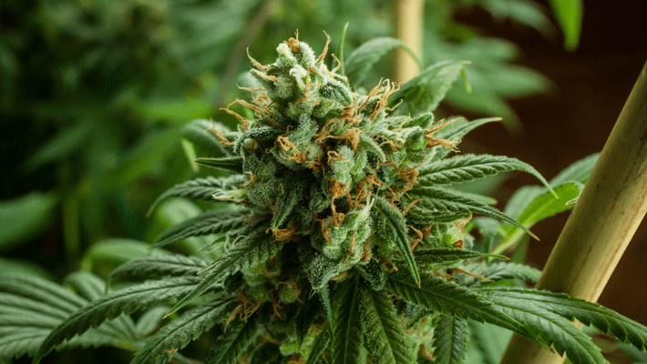 What Does Sinsemilla Cannabis Mean?
