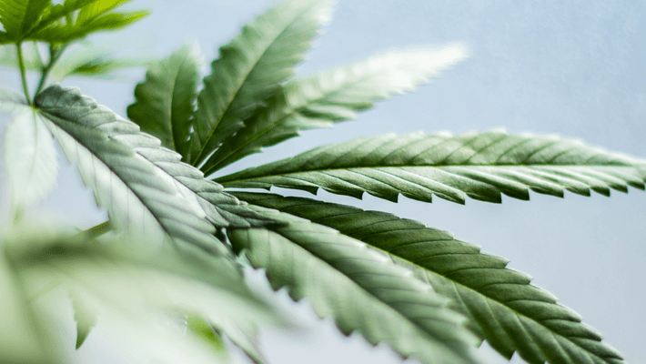 What is Cannabidivarin or CBDV?