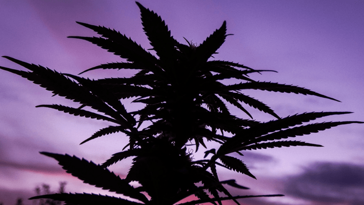 What is Cannabis Croptober?