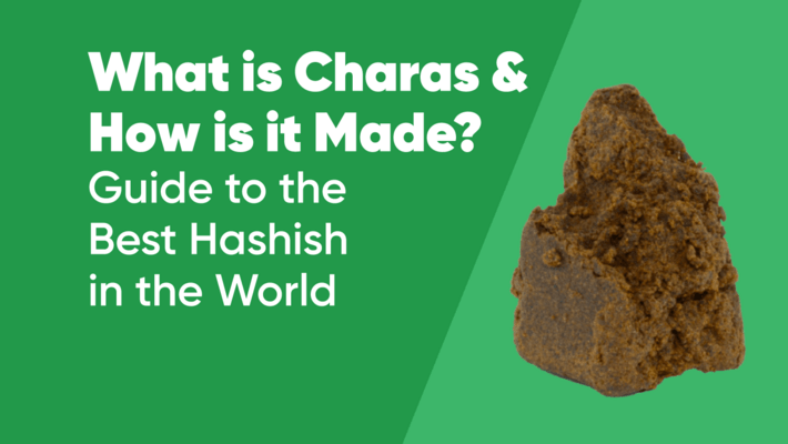 What is Charas and How is it Made? Guide to the Best Hashish in the World