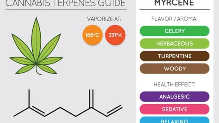 What is Myrcene? The Abundant Terpene in Marijuana