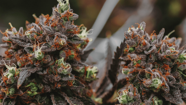 What is Terpinolene and How Can This Cannabis Terpene Help Me?
