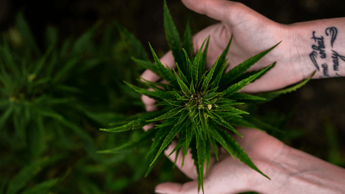 What is the Pinene Terpene in Cannabis?
