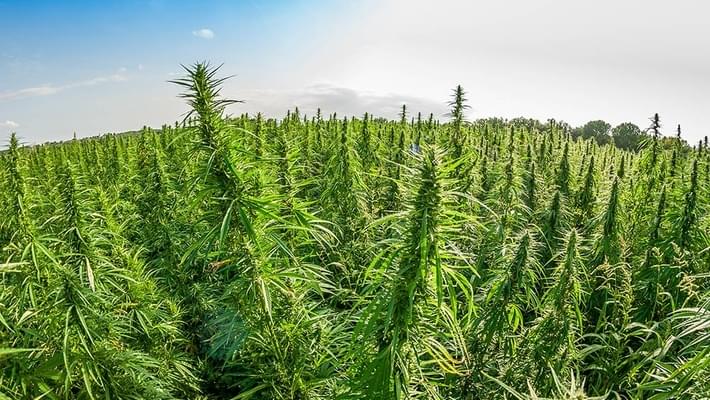 What the 2018 Farm Bill Actually Means for Hemp Legalization