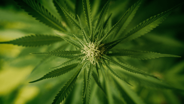 Where the California Cannabis Industry Lies in 2022
