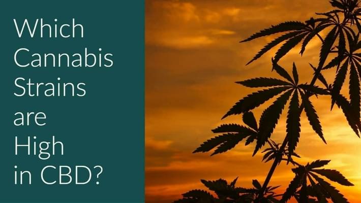 Which Cannabis Strains Are High in CBD?