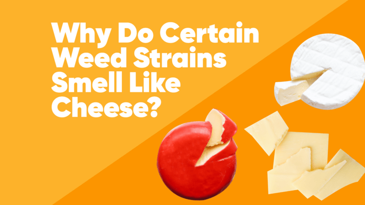 Why Do Certain Weed Strains Smell Like Cheese?