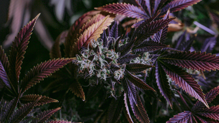 Why Does Weed Have Different Colors?