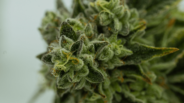 Why Is Cannabis Called Marijuana, Weed & Pot?