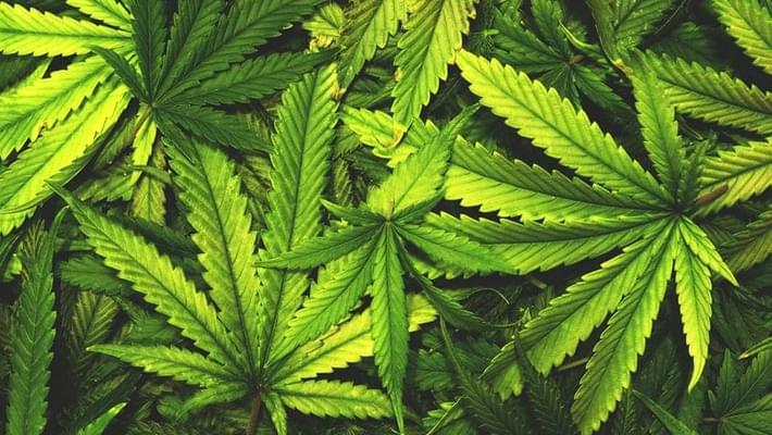 Wyoming lawmakers to examine overhauling marijuana penalties