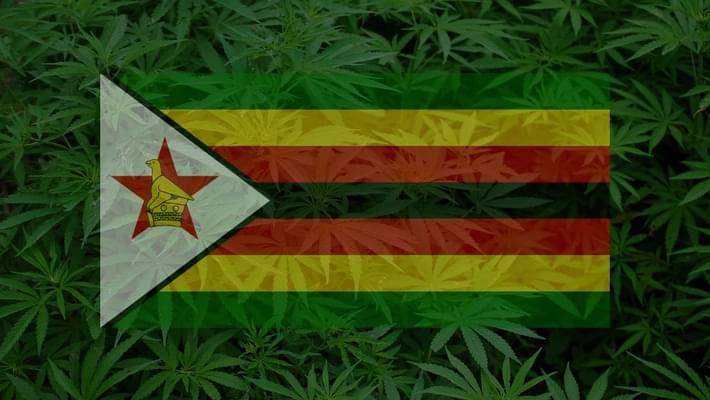 Zimbabwe Becomes Second African Country to Legalize Medical Marijuana