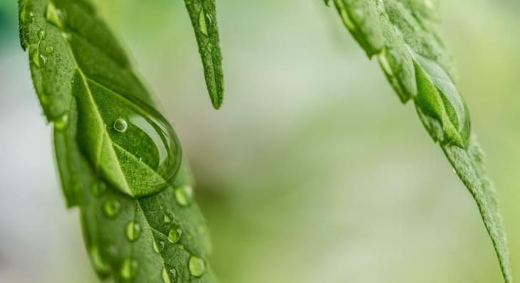 7 mayors form coalition, want marijuana removed from federal list of illegal drugs