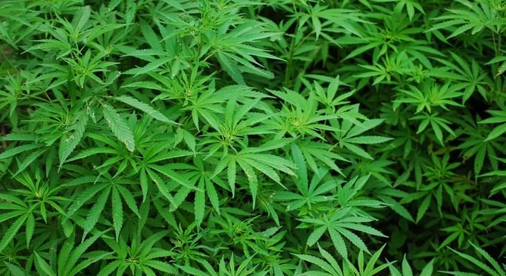 A drug derived from marijuana has triggered the first federal shift on cannabis in half a century, and experts predict an avalanche effect