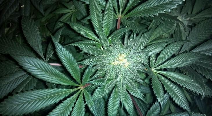A drug derived from marijuana just got a big lift that will likely make it the first of its kind to get federal approval