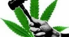 A judge's plea for pot