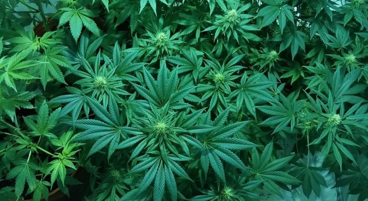 A marijuana banking bill finally gets a hearing in Congress. Here's why Utah leaders are taking notice