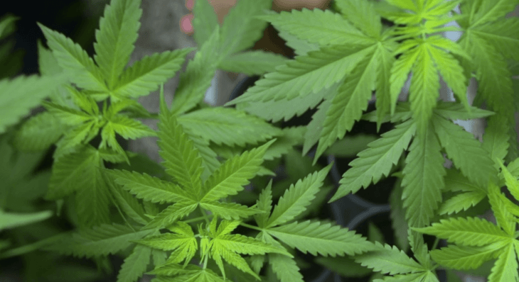 An Oregon teen is facing federal drug charges over a single gram of marijuana