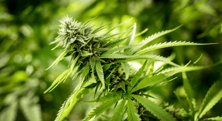 Better late than never: The DEA admits that marijuana is safer than heroin