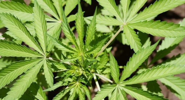Blue Moon inventor to launch marijuana-infused ‘beer’ in Colorado in fall