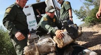 Border Agent Fired due to Medical Marijuana
