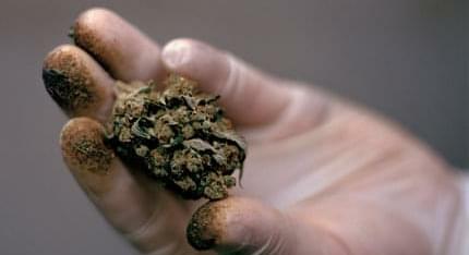 Canada's First Marijuana Export Permit Means Bud Bound For Croatia