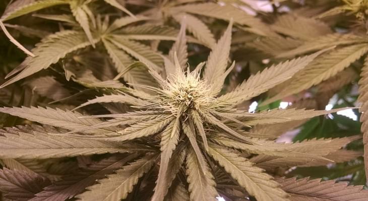 Cannabis Consumers Want Hollywood To Abandon Marijuana Stereotypes