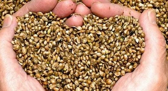 Cannabis Seeds 101: How to Find and Grow the Best Seeds