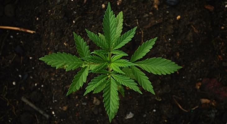 Coca-Cola Is Eyeing a Possible Entry Into the Cannabis Market