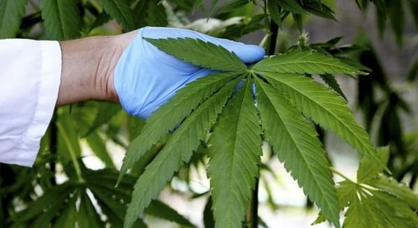 Dopey policy? Israel’s top cop calls for marijuana possession rethink