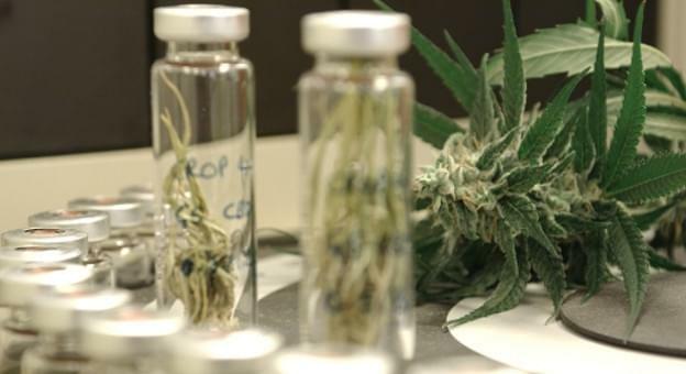 Drug Made From Cannabis Could Treat Schizophrenia