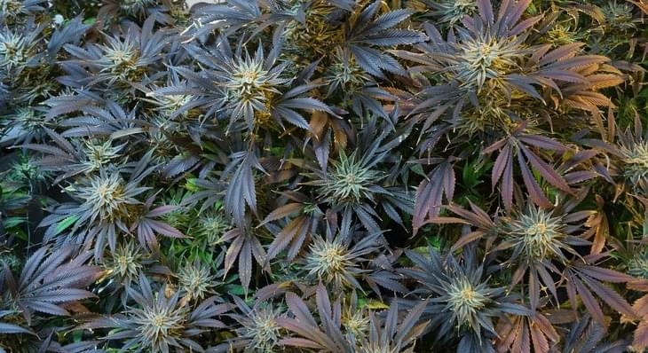 Eugreen, Oregon: Is Pot The Next Pinot Noir?
