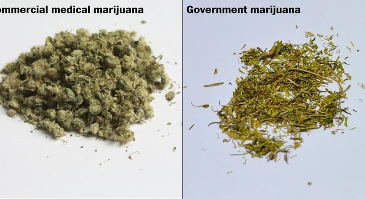Government marijuana looks nothing like the real stuff. See for yourself.