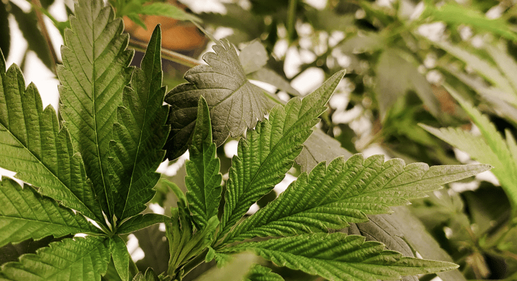 How Does CBD Interact With THC?