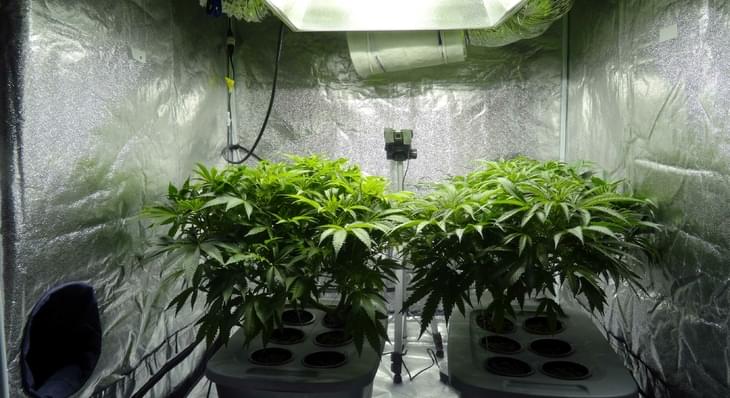 How to Clone Cannabis