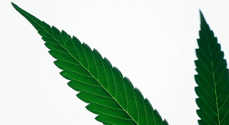 Indica or Sativa? How to Choose the Right Type of Cannabis