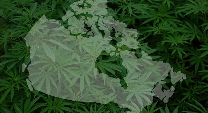 Legal marijuana will roll out differently in Canada than in U.S.